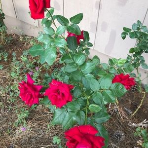 Meet your Posher, Carol